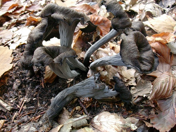 831 Ottobre vecchio ritrovamento